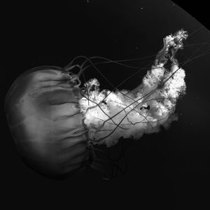 Meet your Posher, Kali